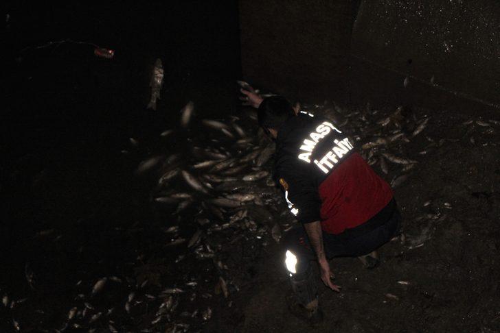 Yeşilırmak'ta korkunç görüntü! Çok sayıda ölü balık kıyıya vurdu G3