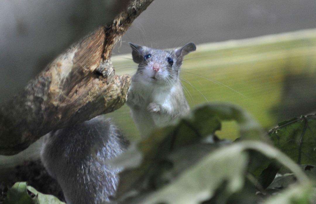D&uuml;nyada sadece Mersin'de var! G&ouml;r&uuml;nce hemen koruma altına alındı