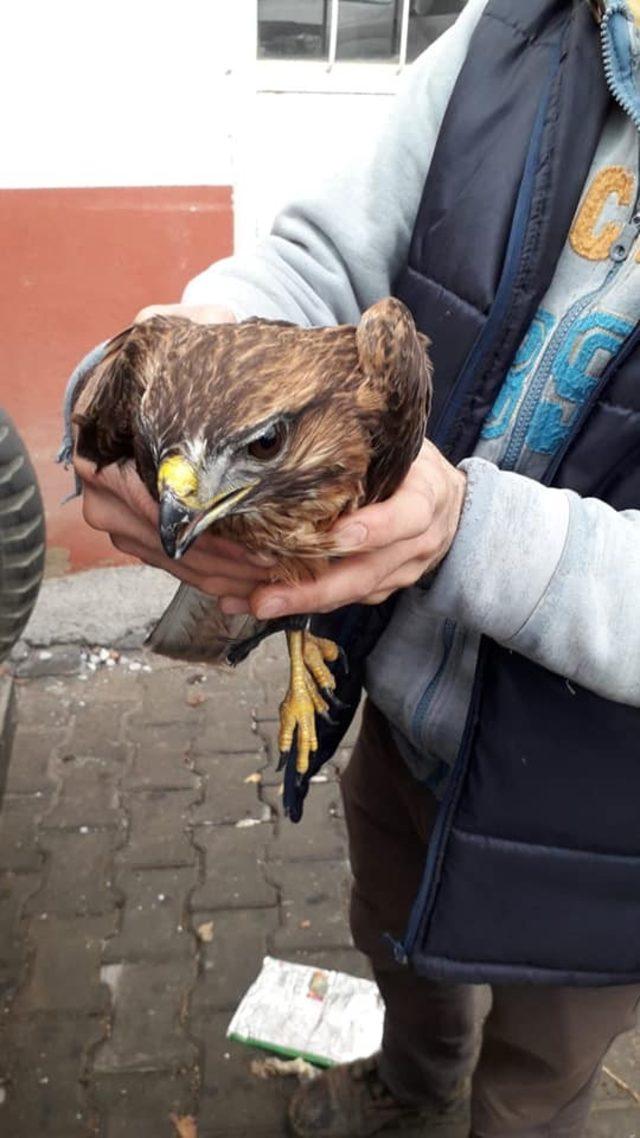 Yaralı kızıl şahine sahip çıktılar