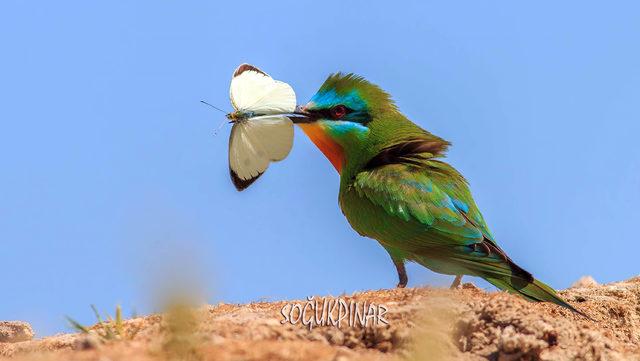 Kuş fotoğrafçısı savcı