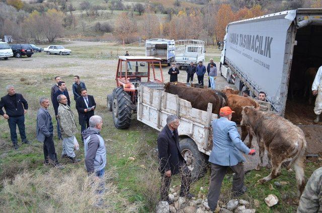 Çemişgezek’te genç çiftçilere 60 adet büyükbaş hayvan verildi