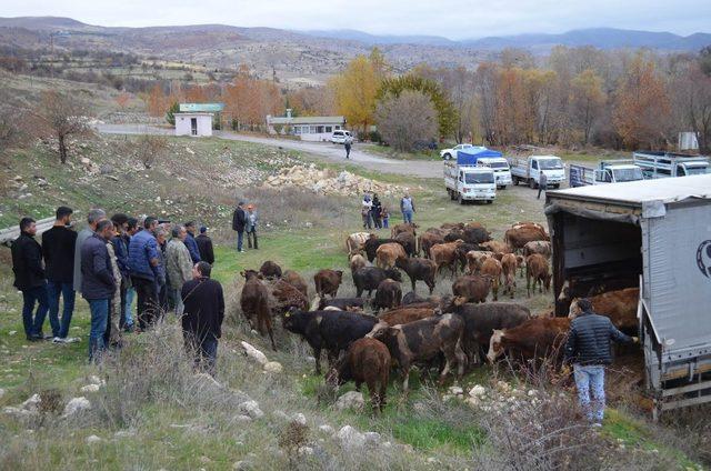 Çemişgezek’te genç çiftçilere 60 adet büyükbaş hayvan verildi