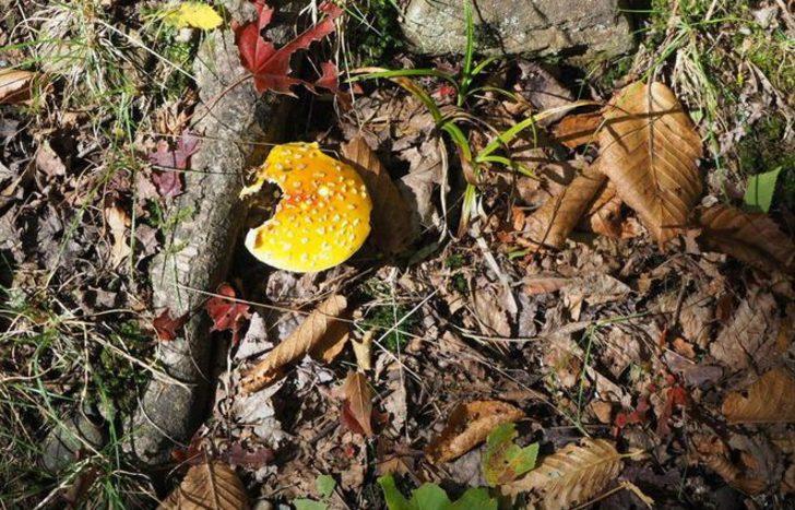 Gerçeğini aratmıyorlar! Siz siz olun bunları sakın yemeyin G1