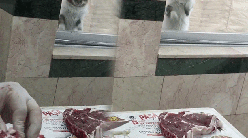 Kasabın camına patileriyle dokunup kıyma istiyor