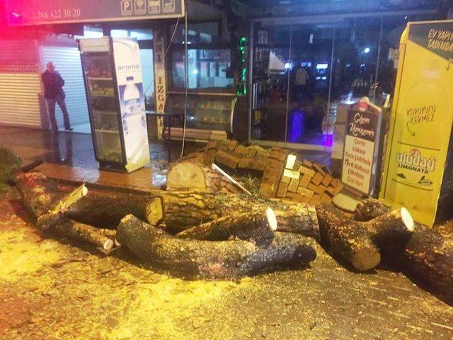 Burhaniye’de lodosa dayanamayan çam ağacı yola devrildi