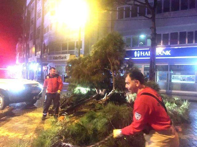 Burhaniye’de lodosa dayanamayan çam ağacı yola devrildi