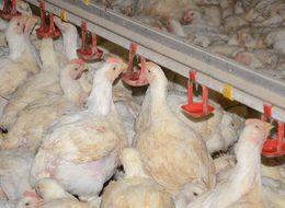 Beyaz etteki risk kapıda