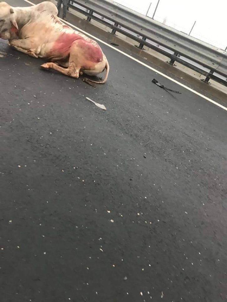 Karayolunda korkutan anlar! İnek TIR'dan düşünce... G1