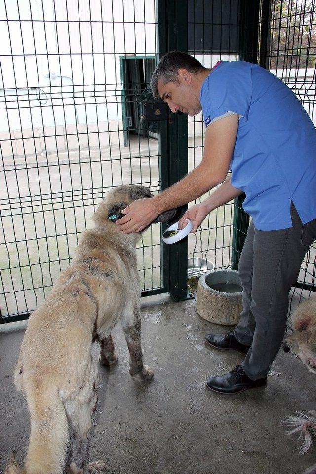 Bursa’da bakılan sokak köpekleri 80 kilometre öteye terk edildi