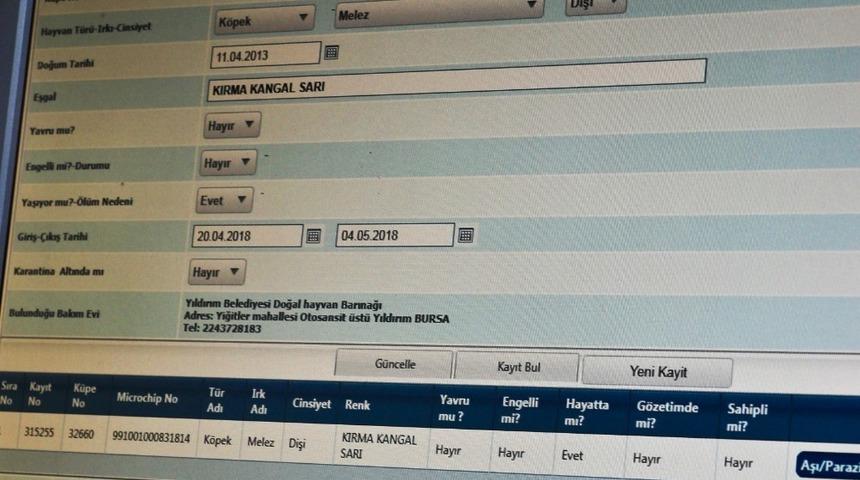 Bursa&rsquo;da bakılan sokak k&ouml;pekleri 80 kilometre &ouml;teye terk edildi