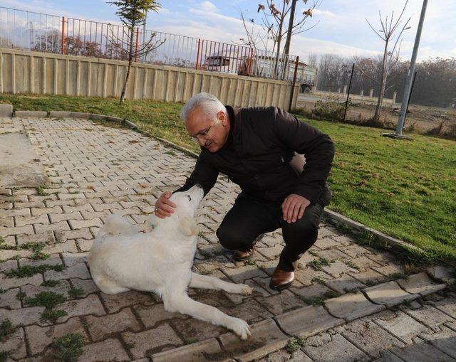 Erzincan Belediye Başkanı Cemalettin Başsoy Hayvan Bakım Evi’ni denetledi