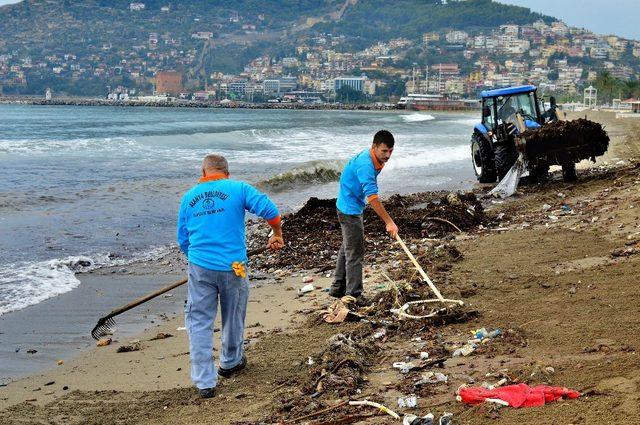 Alanya Belediyesi’nden sahili temizledi