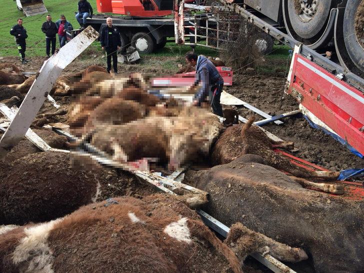Hayvan yüklü tır devrildi! 14'ü telef oldu, 11'i kesildi G3