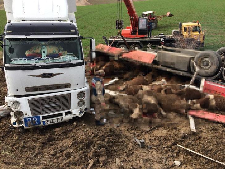 Hayvan yüklü tır devrildi! 14'ü telef oldu, 11'i kesildi G4