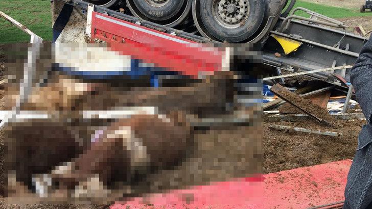 Hayvan yüklü tır devrildi! 14'ü telef oldu, 11'i kesildi G5