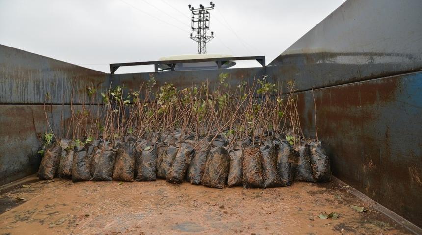 B&uuml;y&uuml;kşehir&rsquo;den &ccedil;ift&ccedil;ilere fidan ve g&uuml;bre desteği