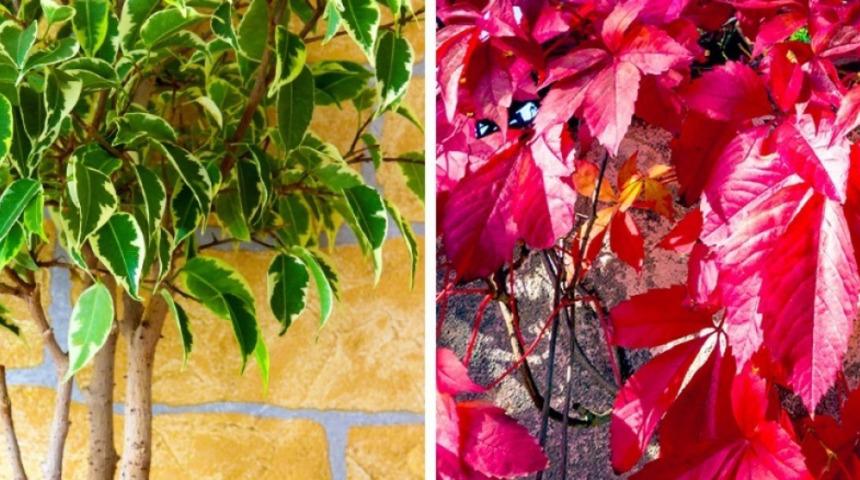 Her odanın farklı bir &ccedil;i&ccedil;eği olduğunu biliyor muydunuz? İşte 5 oda i&ccedil;in kullanmanız gereken 3 bitki