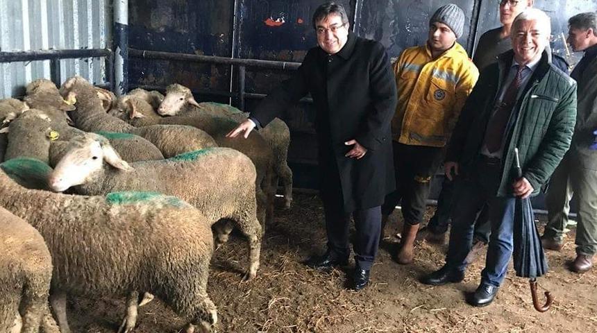 Biga&rsquo;da 16 damızlık ko&ccedil; dağıtıldı