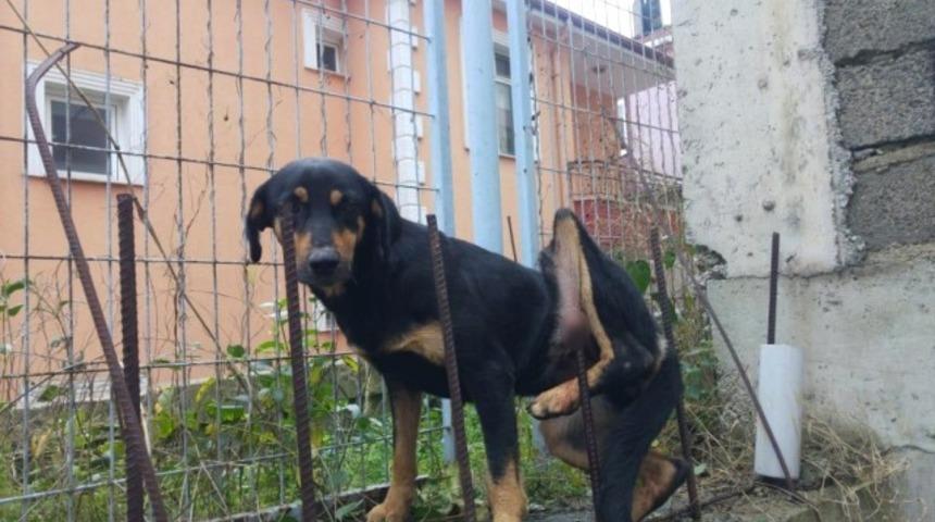 V&uuml;cuduna demir &ccedil;ubuk saplanan k&ouml;pek kurtarılamadı