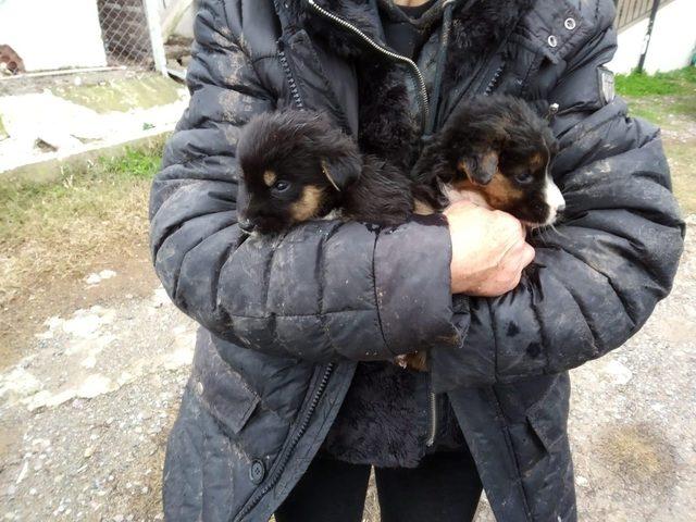 Mahsur kalan yavru köpekleri itfaiye ekipleri kurtardı