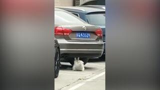 Mekik çeken kedinin görüntüleri sosyal medyada olay oldu