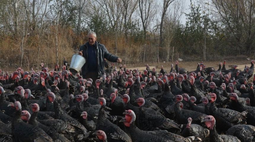 Organik yılbaşı hindileri g&ouml;r&uuml;c&uuml;ye &ccedil;ıktı