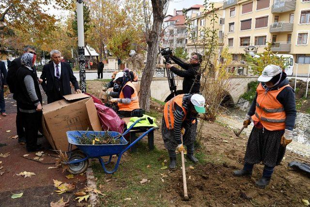 Isparta Çayboyu’na binlerce gül dikiliyor