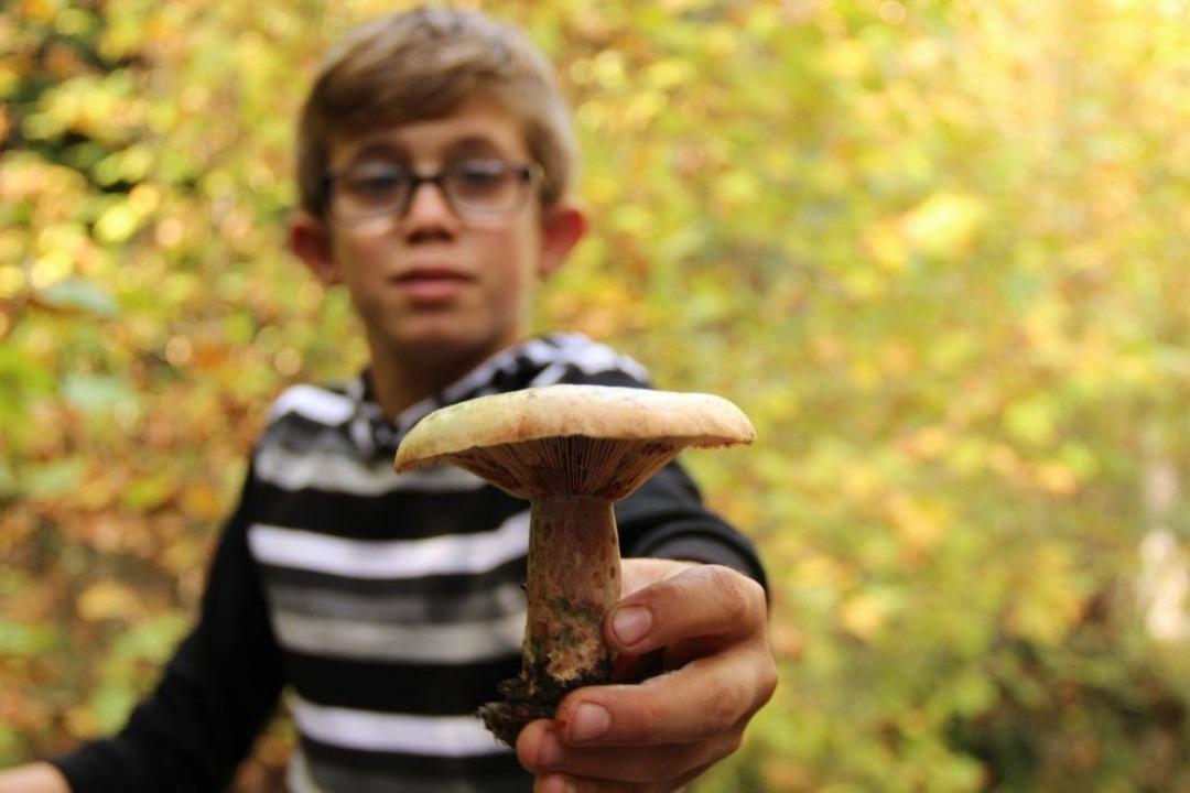 EKODOSD&rsquo;dan uyarı; &ldquo;Her mantar yenmez&rdquo;