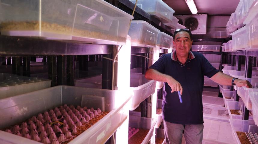  '10 sene sonra çekirge yiyenlerin sayısı artacak'