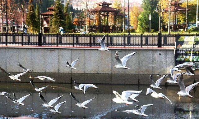 Gümüşdere martıların evi haline geldi