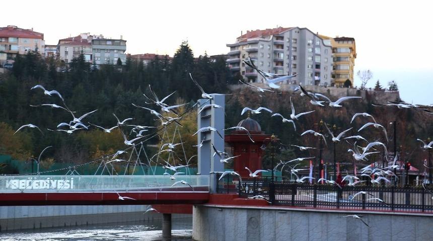 G&uuml;m&uuml;şdere martıların evi haline geldi