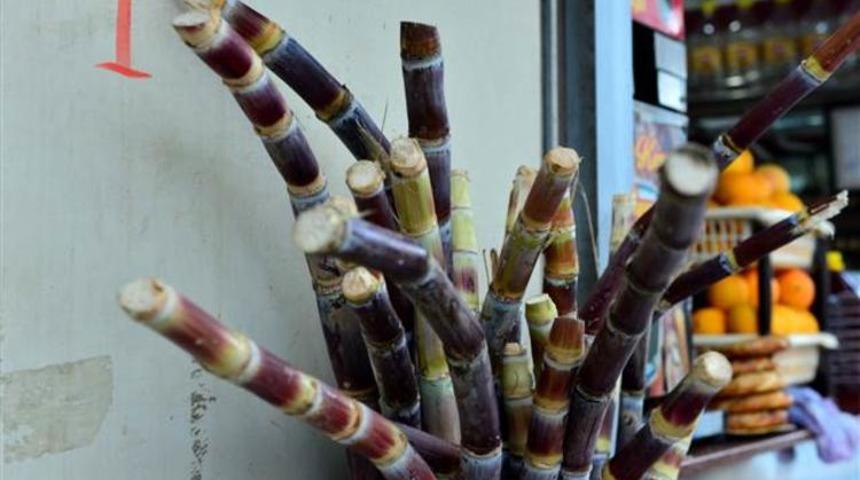 Şeker kamışı kültürü Adana'da yeniden canlandı