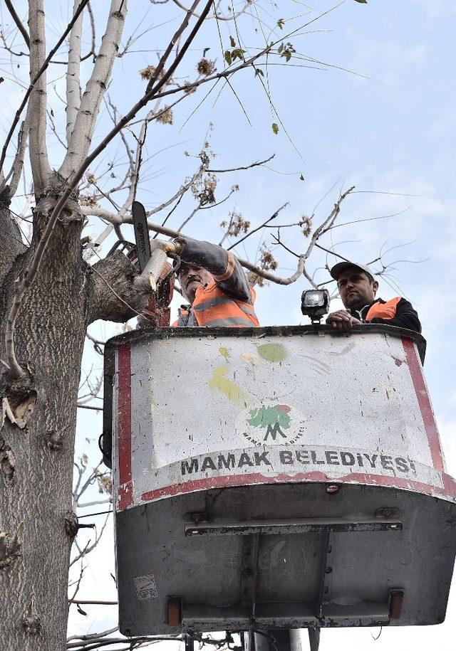 Mamak’ta ağaçlar budanıyor