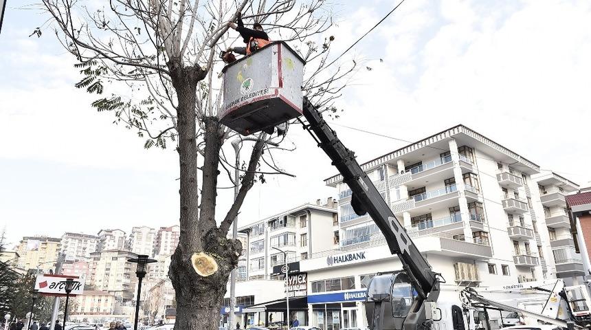 Mamak&rsquo;ta ağa&ccedil;lar budanıyor