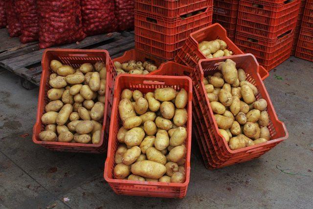Patates üreticisine yağmur engeli