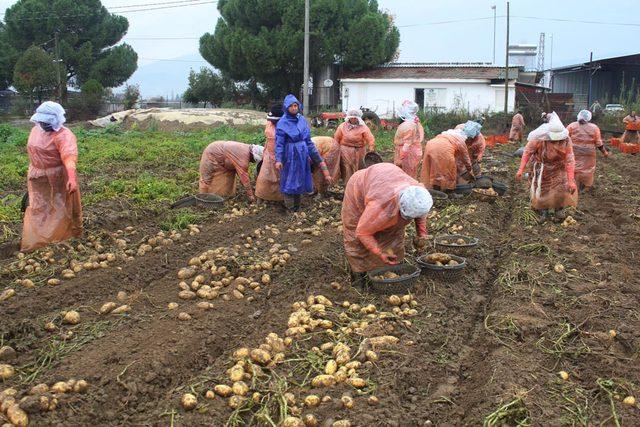 Patates üreticisine yağmur engeli