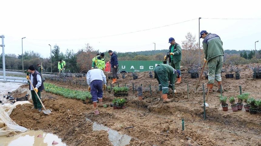 &Ccedil;ayırova kavşağı yeşilleniyor