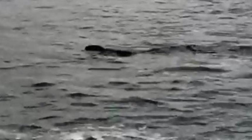 Antalya'da ilginç görüntü! Denizdeki fok ilgi odağı oldu