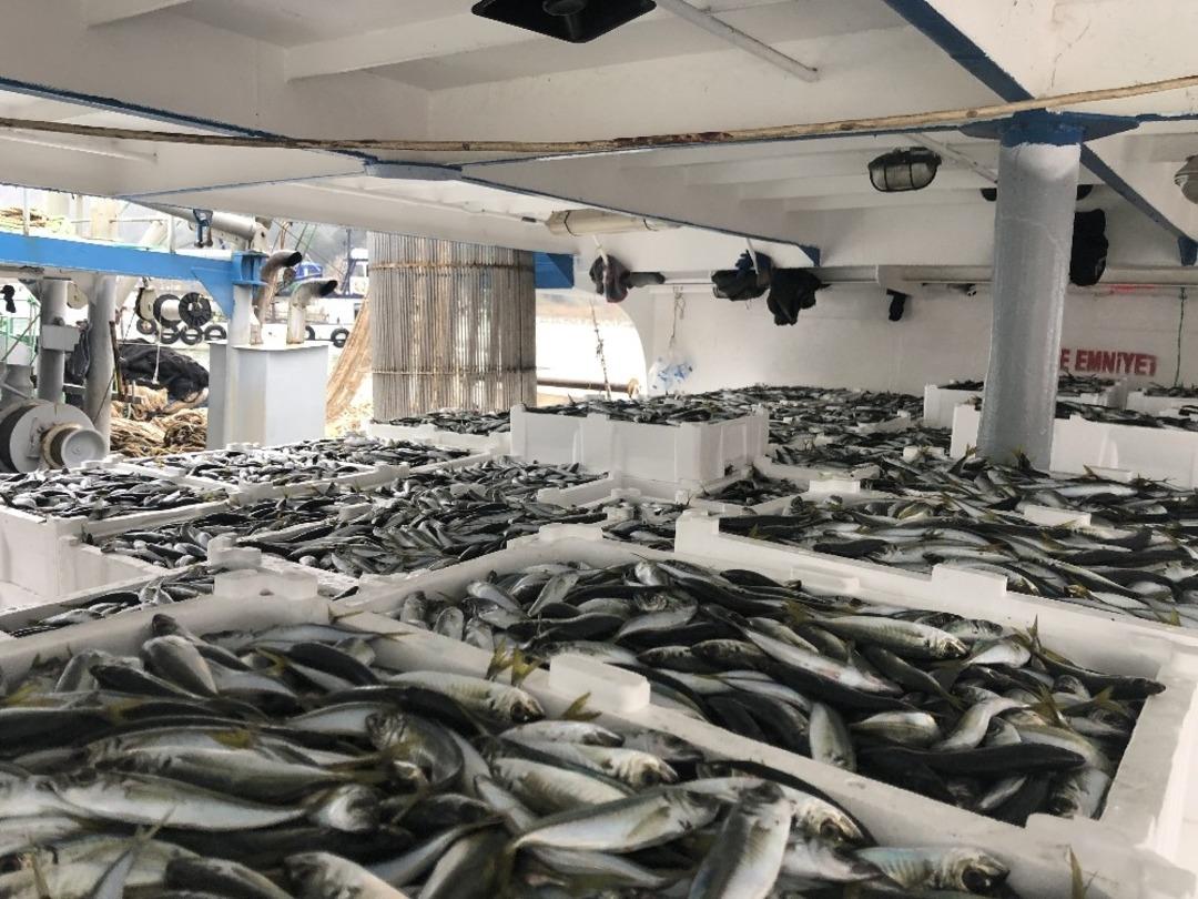 Batı Karadeniz&rsquo;de istavrit bereketi