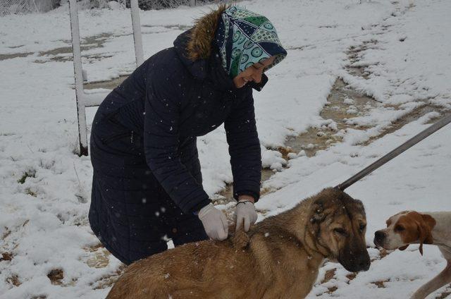 Kırsaldaki sahipsiz sokak hayvanları unutulmadı