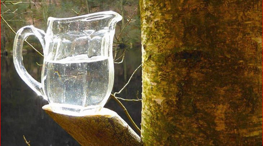 Herkes Koreli kadınların güzellik sırlarının peşinde! Huş mucizesini duymuş muydunuz?