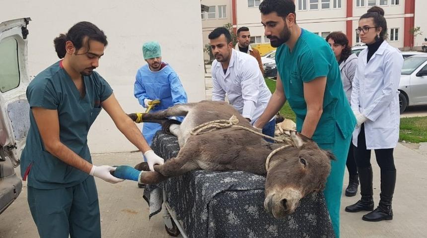 Okul servisinin çarptığı eşeğe hayvan severler sahip çıktı