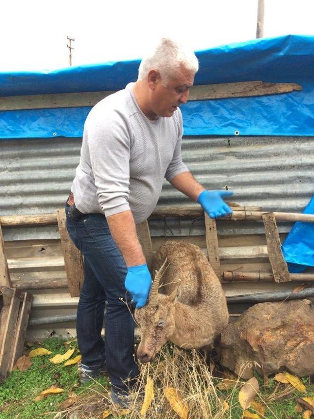 Yaralı dağ keçisi tedavi altına alındı