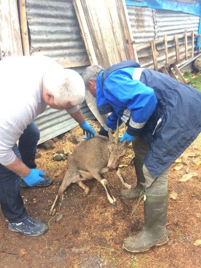 Avcıların vurduğu dağ keçisine tedavi