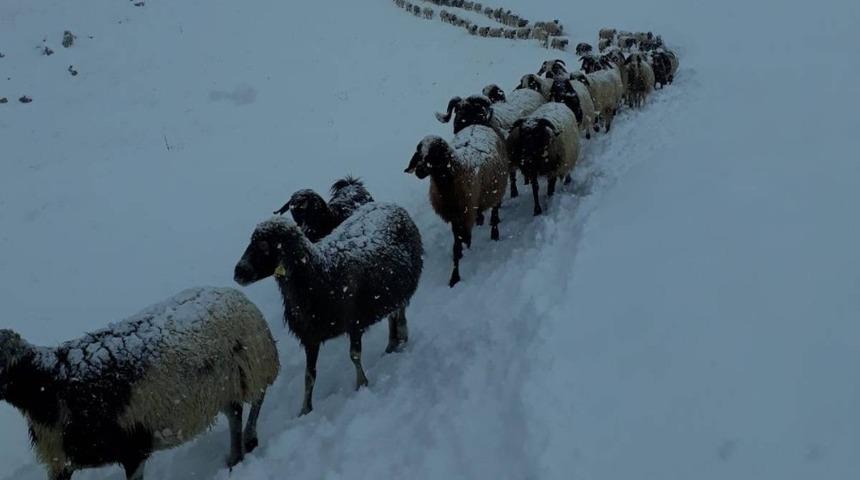 Yayladan mahsur kalan k&ouml;yl&uuml;ler kurtuldu
