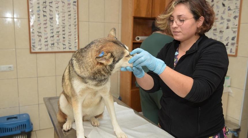 Kepez&rsquo; de sokak hayvanlarına 5 yıldızlı hizmet