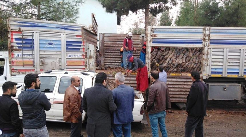 Beşirili &ccedil;ift&ccedil;ilere Antep fıstığı fidan dağıtımı yapıldı