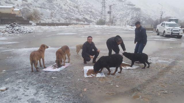 Hakkari’de sokak hayvanlarına yem bırakıldı