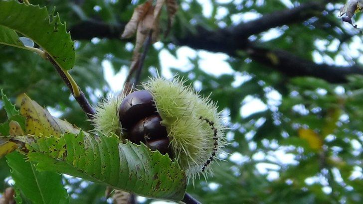 Simav kestanesi ’coğrafi işaret’ aldı G1