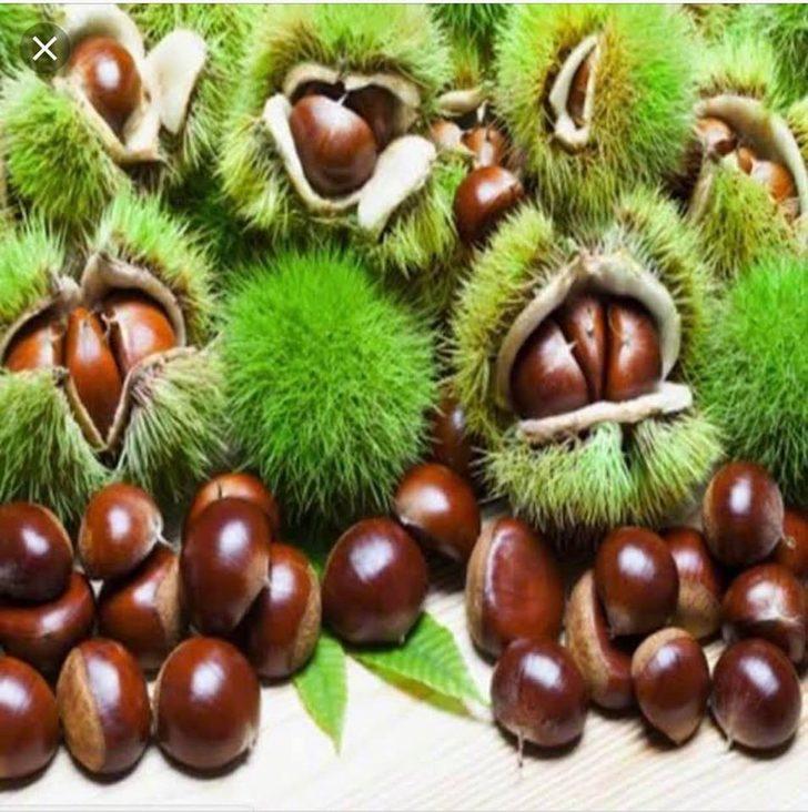 Simav kestanesi ’coğrafi işaret’ aldı G4